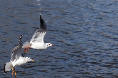 White and gray feathered gulls in flight with open wings over blue sky. Acuatic birds. small birds. Close-up of a seagull.