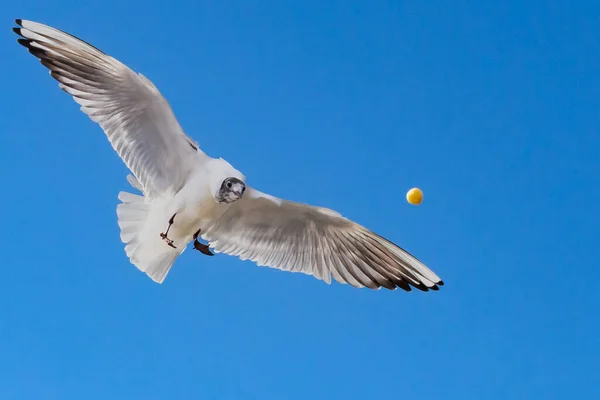 White and gray feathered gull in flight with open wings over blue sky hunting for food. acuatic birds. small birds. Close-up of a seagull.