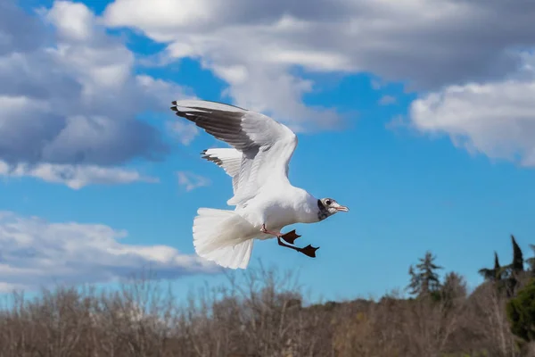 White and gray feathered gulls in flight with open wings over blue sky. Acuatic birds. small birds. Close-up of a seagull.
