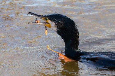Black cormorant fishing in the lagoon. A fisher bird with a fish in its beak. Large waterfowl. Bird hunting in the sea.