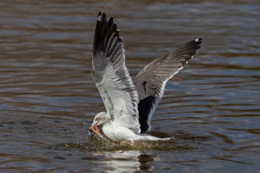 Seagull fishing in the sea. Fishing waterfowl. Wild animals.