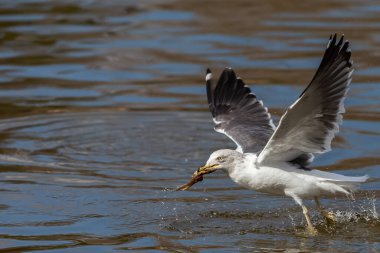 Seagull fishing in the sea. Fishing waterfowl. Wild animals.