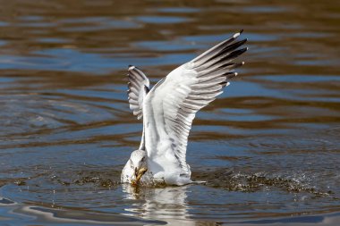 Seagull fishing in the sea. Fishing waterfowl. Wild animals.