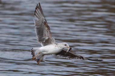 Seagull fishing in the sea. Fishing waterfowl. Wild animals.