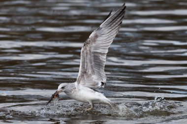 Seagull fishing in the sea. Fishing waterfowl. Wild animals.