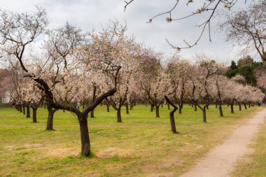Almond blossom fields. Blooming almond trees. Spring flowers.