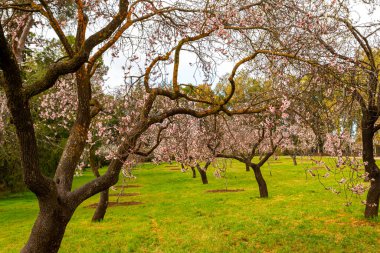 Almond blossom fields. Blooming almond trees. Spring flowers.