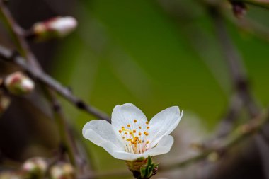 Almond blossom. Macro photo. Colored petals. Winter flowering trees. Spring bloom.