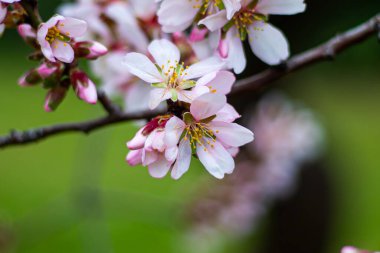 Almond blossom. Macro photo. Colored petals. Winter flowering trees. Spring bloom.