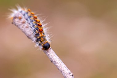 Ağaç dalında çam tırtılı. Omurgasız böcek makro fotoğrafı. Zehirli ve tehlikeli bir böcek. bahar vebası.