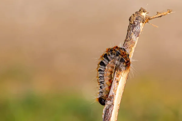 stock image Pine caterpillar on a tree branch. Invertebrate insect macro photo. Poisonous and dangerous insect. spring plague.