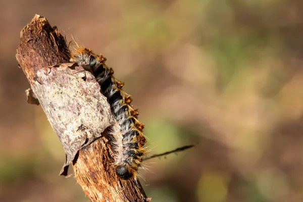 Kiefernraupe Auf Einem Ast Invertebrate Insekt Makrofoto Giftiges Und Gefährliches — Stockfoto