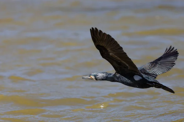 stock image Flight of a cormorant in the lagoon. Cormorant with open wings. Large waterfowl. Fishing birds.