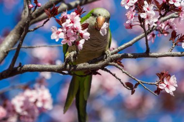 Yeşil kanatlı muhabbet kuşu çiçek açan bir badem ağacına tünedi. Bahar çiçekleri. İstilacı kuşlar. Küçük kuşlar.