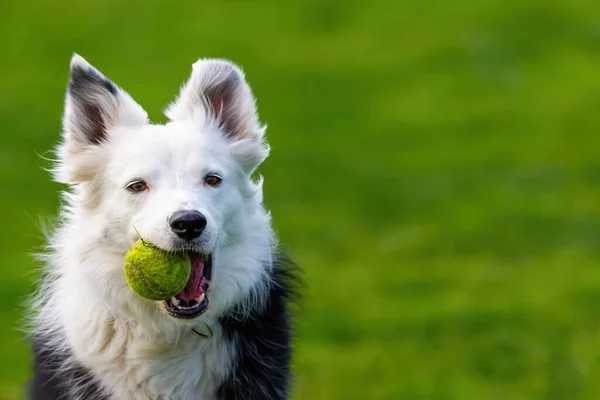 Stock image Black and white border collie running through the park with a ball. Companion animals. Shepherd dog. Purebred dogs.