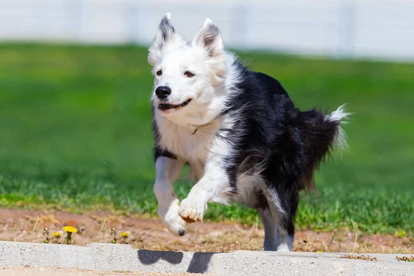 Black and white border collie running through the park with a ball. Companion animals. Shepherd dog. Purebred dogs.