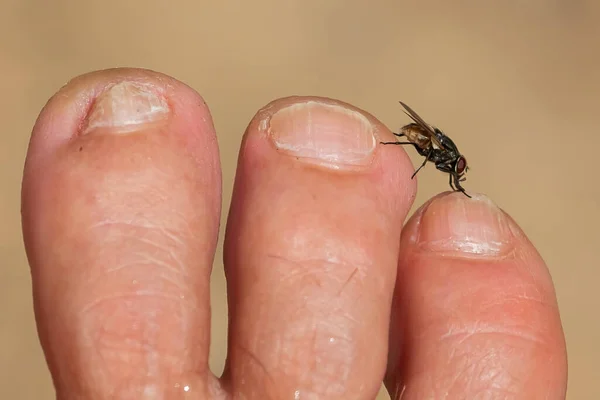 ハエのマクロ写真 ヒトの皮膚に一般的なフライフィード 小さな虫 羽のある昆虫 — ストック写真