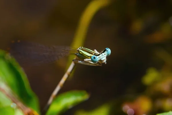 Foto Macro Libélula Ojos Azules Insectos Con Alas Cola Larga — Foto de Stock