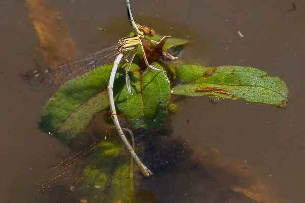 蓝眼睛蜻蜓宏观图片 有翅膀和长长的尾巴 生活在河流和湖泊中 小昆虫 — 图库照片