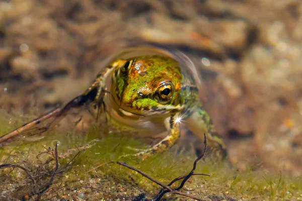 Green-skinned frog partially submerged in river water. Green frog macro photo. small amphibians.
