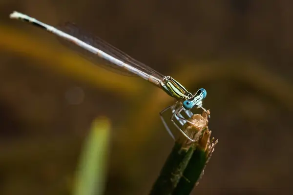 青い目をしたドラゴンフライマクロ写真 川や湖に生息する翼と長い尾を持つ昆虫 小さな昆虫 — ストック写真