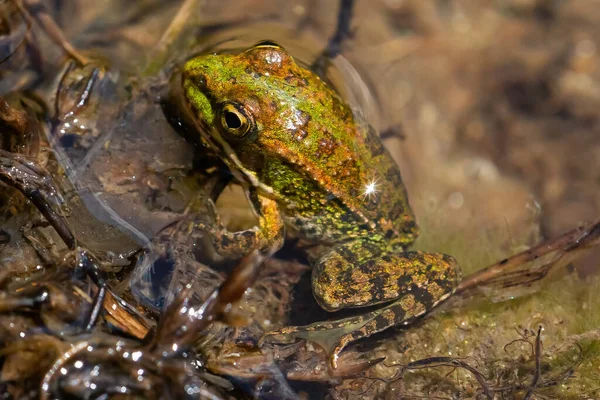 Green-skinned frog partially submerged in river water. Green frog macro photo. small amphibians.