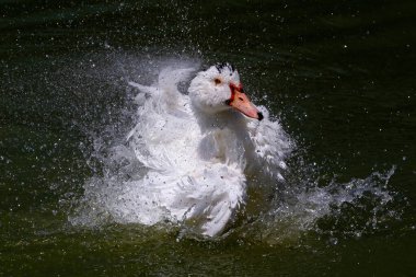 Gölde açık kanatlı beyaz kuğu. Büyük su kuşu. Vahşi Fauna. Beyaz tüylü ve kırmızı gagalı kuşlar.