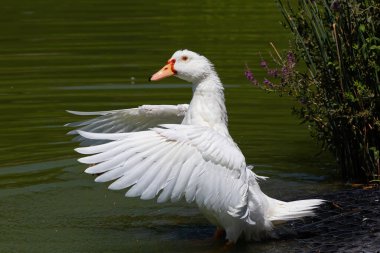 Gölde açık kanatlı beyaz kuğu. Büyük su kuşu. Vahşi Fauna. Beyaz tüylü ve kırmızı gagalı kuşlar.