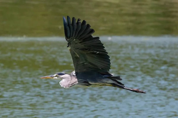 Heron Penas Cinza Pernas Longas Com Asas Abertas Voando Sobre — Fotografia de Stock