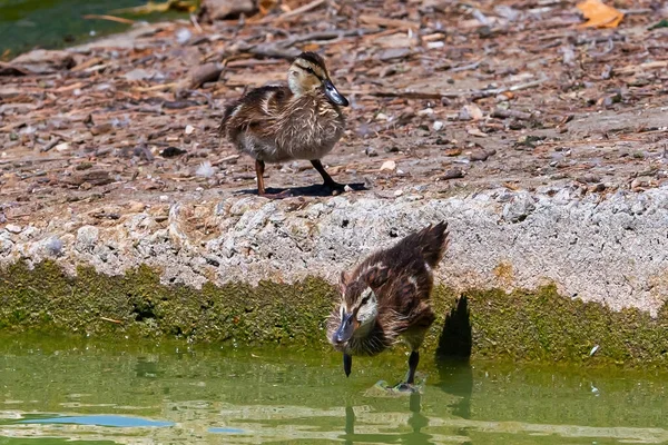 Ducklings learning to swim and jump from the stones. Small ducks with gray plumage swimming and jumping in the water.