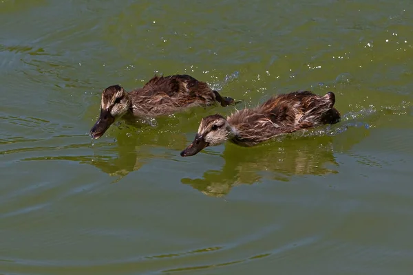 Ducklings learning to swim and jump from the stones. Small ducks with gray plumage swimming and jumping in the water.