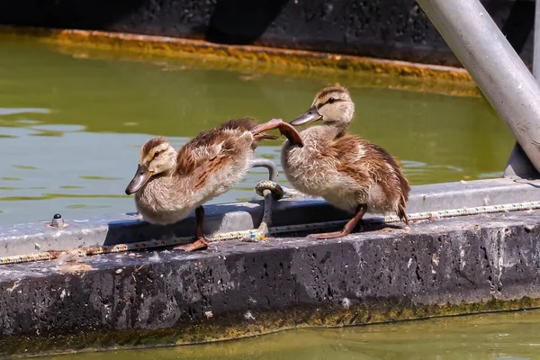 Ördek Yavruları Yüzmeyi Taşlardan Atlamayı Öğreniyorlar Gri Tüylü Küçük Ördekler — Stok fotoğraf