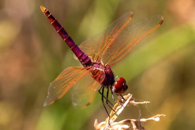 Kırmızı ok yusufçuğunun Macro fotoğrafı. Çarpıcı renkleri olan yusufçuk. Küçük kanatlı böcek..