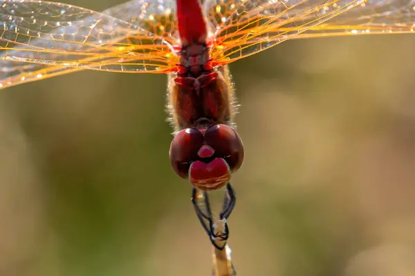 Kırmızı Yusufçuğunun Macro Fotoğrafı Çarpıcı Renkleri Olan Yusufçuk Küçük Kanatlı — Stok fotoğraf