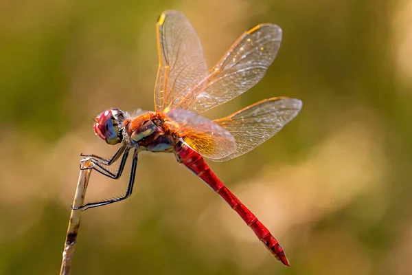 Macro Photo Red Arrow Dragonfly Dragonfly Striking Colors Small Winged — Stock Photo, Image