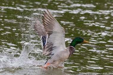 Sudaki iki yetişkin ördek arasındaki bölge savaşı. Su kuşları arasındaki güç mücadelesi. Ördekler suda savaşıyor..