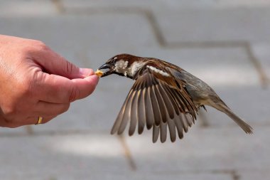 Açık kanatlı serçe bir insanın elinden ekmek kırıntıları topluyor. Kuşlar uçuyor. Kanatları açık bir kuş. Nesli tükenmekte olan türler.