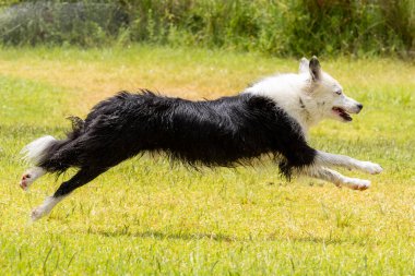 Collie 'nin köpeği parkta suyla oynuyor. Köpek parkta koşuyor. Collie Sınırı yarışta.