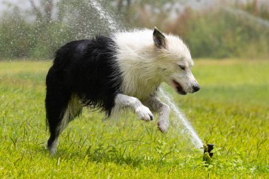 Collie 'nin köpeği parkta suyla oynuyor. Köpek parkta koşuyor. Collie Sınırı yarışta.