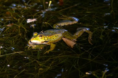 River frog on algae. Closeup of a green frog. River amphibians. small animals clipart