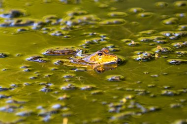 River frog on algae. Closeup of a green frog. River amphibians. small animals clipart