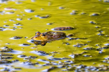 Yosun üzerinde nehir kurbağası. Yeşil bir kurbağaya yakın çekim. Nehir amfibileri. Küçük hayvanlar