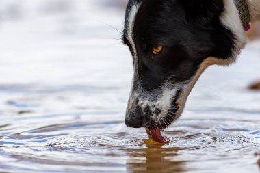 Collie 'nin köpeği parkta suyla oynuyor. Köpek parkta koşuyor. Collie Sınırı yarışta.
