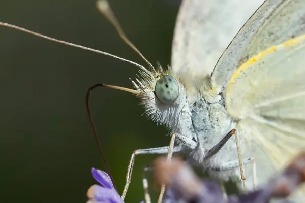 stock image Butterflies feeding on flower pollen. Insects with colored wings. Macro photo of a butterfly.