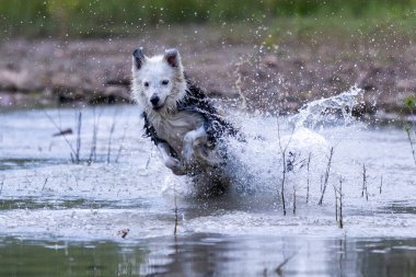 Collie soyundan bir köpek sopayla suda oynuyor. Köpek oyunları. Safkan köpekler. Evcil hayvanlar. Hayvanlı yaz fotoğrafları.