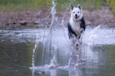 Collie soyundan bir köpek sopayla suda oynuyor. Köpek oyunları. Safkan köpekler. Evcil hayvanlar. Hayvanlı yaz fotoğrafları.