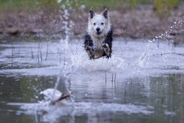 Collie soyundan bir köpek sopayla suda oynuyor. Köpek oyunları. Safkan köpekler. Evcil hayvanlar. Hayvanlı yaz fotoğrafları.