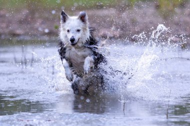 Collie soyundan bir köpek sopayla suda oynuyor. Köpek oyunları. Safkan köpekler. Evcil hayvanlar. Hayvanlı yaz fotoğrafları.