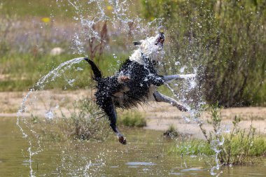 Border Collie cinsi köpek suda oynuyor. Köpek oyunları. Safkan köpekler. Evcil hayvanlar. Hayvanlı yaz fotoğrafları.