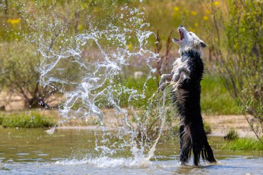 Border Collie cinsi köpek suda oynuyor. Köpek oyunları. Safkan köpekler. Evcil hayvanlar. Hayvanlı yaz fotoğrafları.